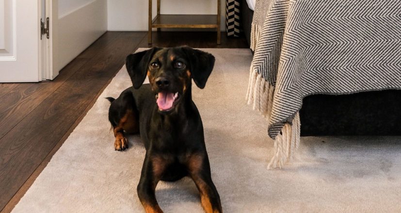 Now accepting four-legged family members