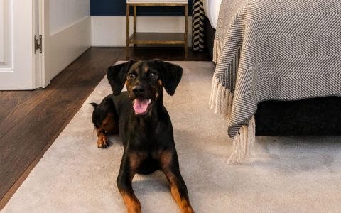 Accepte maintenant les membres de la famille de quatre pattes