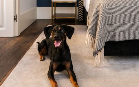 Aceptamos huéspedes de cuatro patas